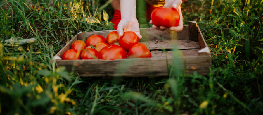 women picking tomatoes in garden