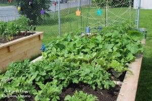 Community Garden harvested plants