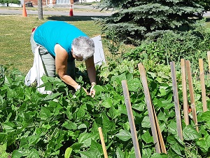 Volunteer, Faith, tends to the garden