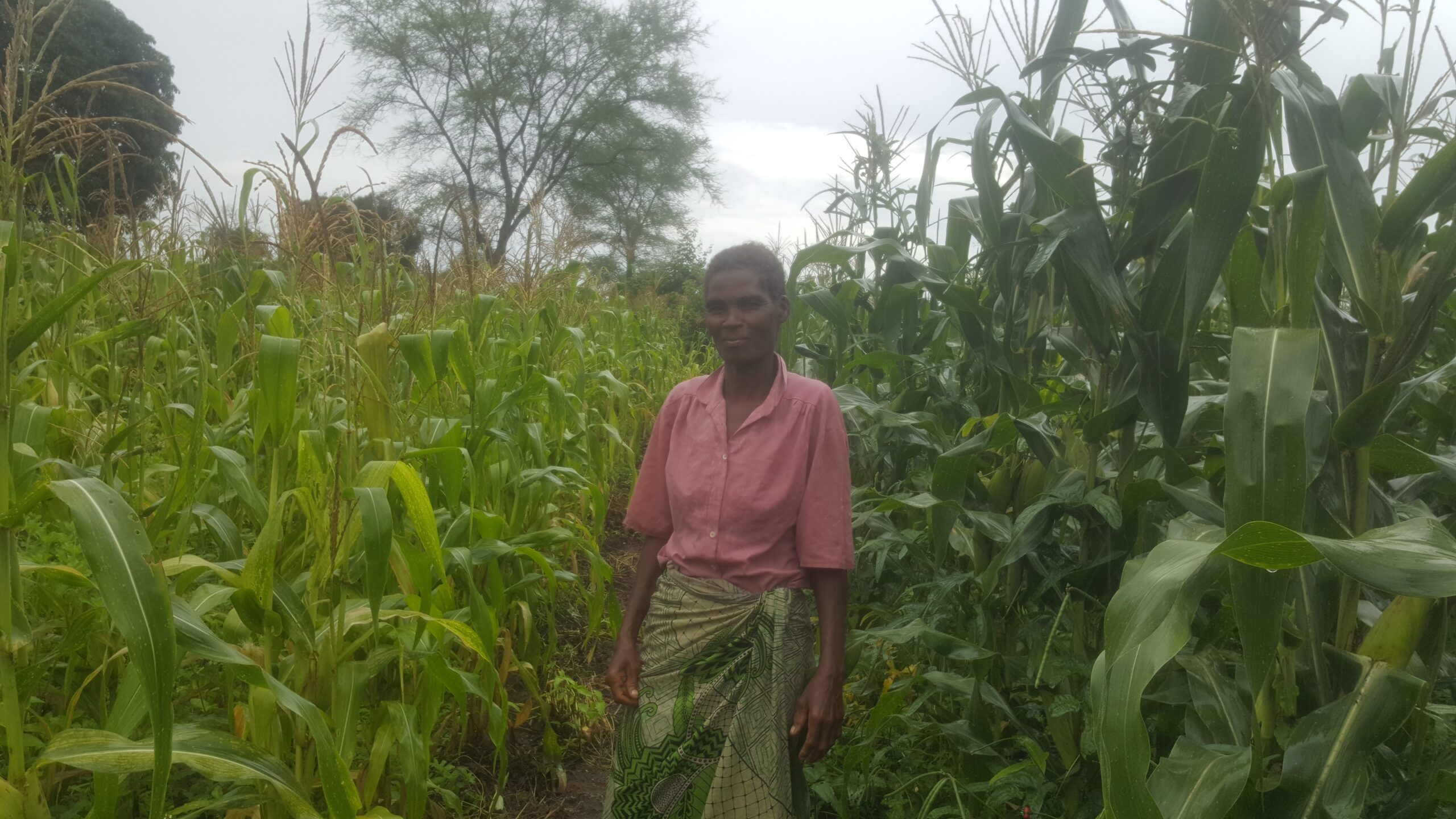 lady in corn farm