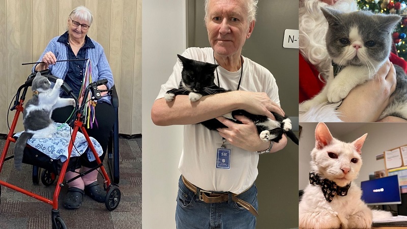 Collage of two clients holding cats. Portraits of two cats