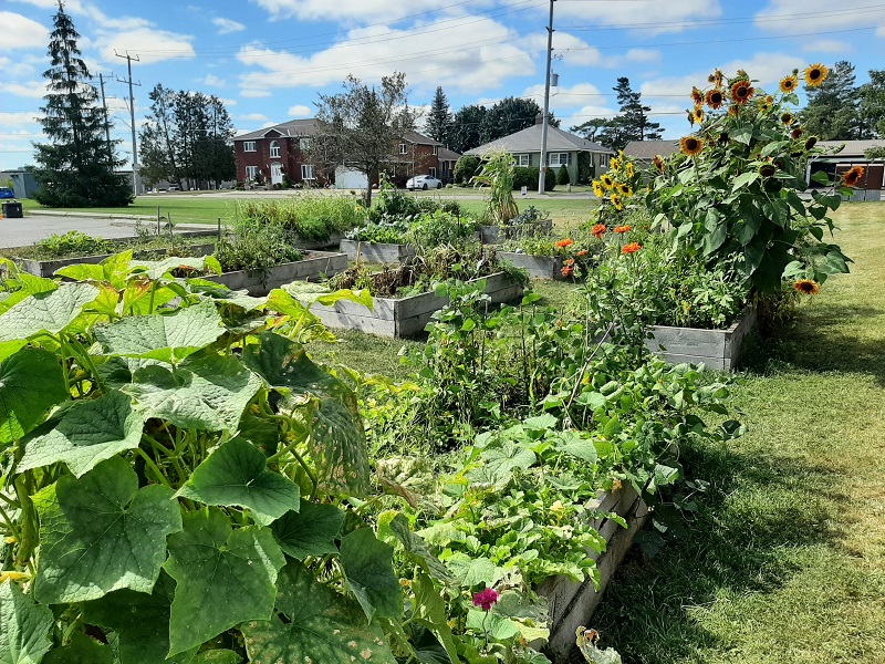 Salvation Army Community Garden Increases Socialization and Reduces Food Insecurity